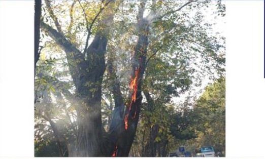ভরদুপুরে হঠাৎ গাছে আগুন